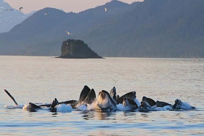 Ultimate Juneau Whale Watch and Mendenhall Glacier View - Key details at a glance