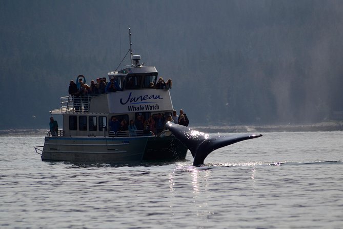 Ultimate Juneau Whale Watch and Mendenhall Glacier View - Meeting under the Mt. Roberts Tramway cables