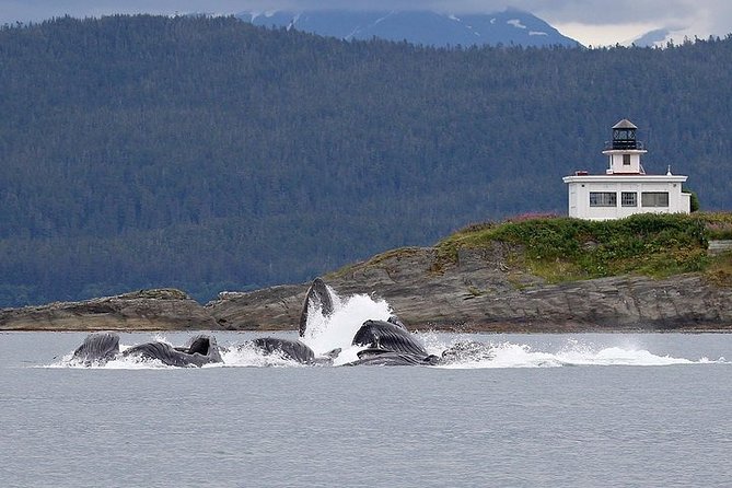 Ultimate Juneau Whale Watch and Mendenhall Glacier View - Timing, price, and cruise ship value