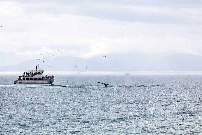 Ultimate Juneau Whale Watch and Mendenhall Glacier View - Wildlife beyond the whales