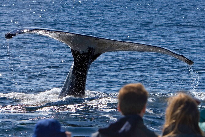 Ultimate Whale Watch and Tracy's Crab Shack Combo - Key points at a glance