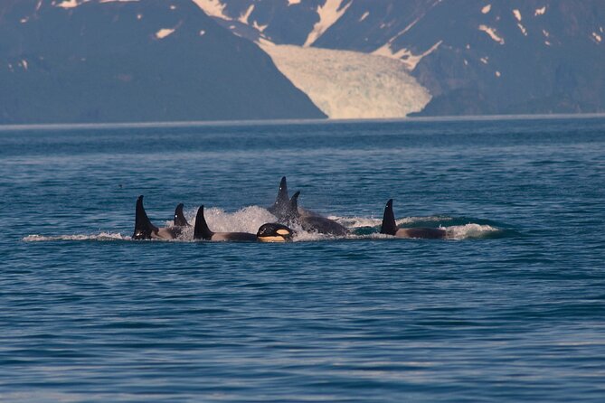 Ultimate Whale Watch and Tracy's Crab Shack Combo - The three-hour Auke Bay whale watch