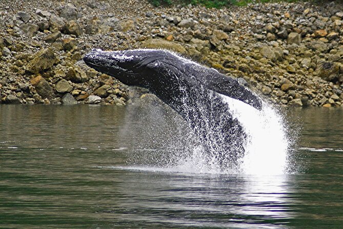 Ultimate Whale Watch and Tracy's Crab Shack Combo - Who will enjoy this outing most?