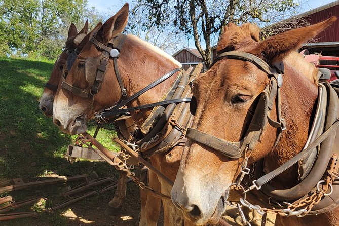 Unique Amish Immersion in Lancaster - Why This Amish Tour Feels Different
