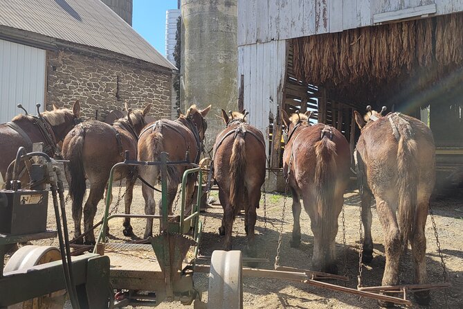 Unique Amish Immersion in Lancaster - Paradise Dairy Farm From the 1830s