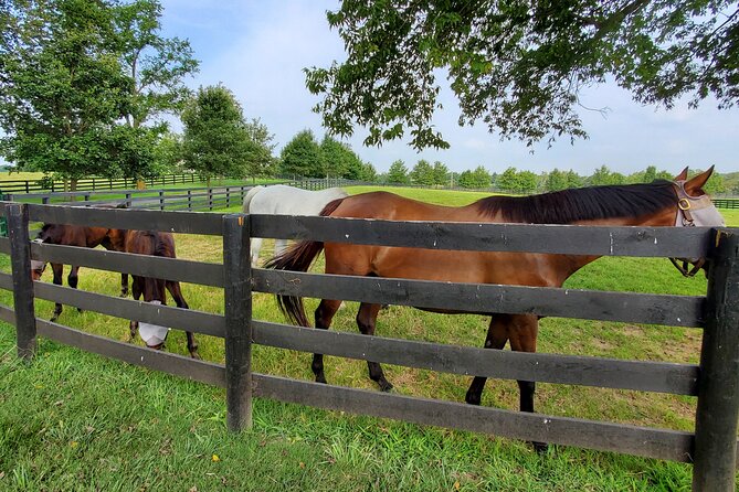 Unique Horse Farm Tours with Insider Access to Private Farms - The farms, families, and working traditions