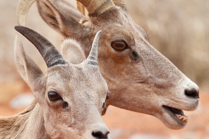 Valley of Fire and Red Rock Canyon Day Tour from Las Vegas - Food, water, clothing, and what to pack
