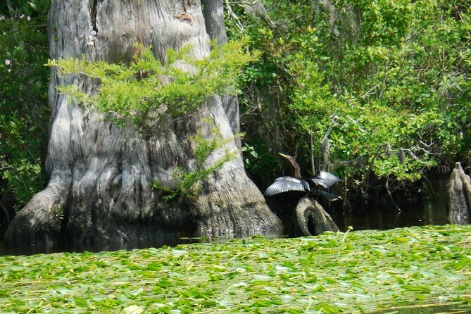 Waccamaw River Nature and Wildlife Tour - Two Hours Through Cypress, Creek, and Swamp