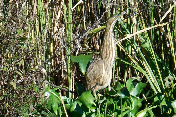 Waccamaw River Nature and Wildlife Tour - Agnes, Abigail, and the Value of Good Narration