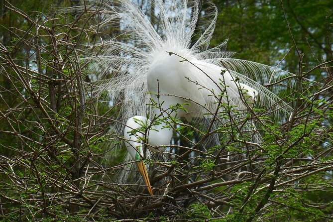 Waccamaw River Nature and Wildlife Tour - Who Will Enjoy This Boat Ride Most