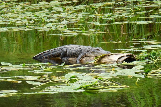 Waccamaw River Nature and Wildlife Tour - Wildlife Watching Without False Promises