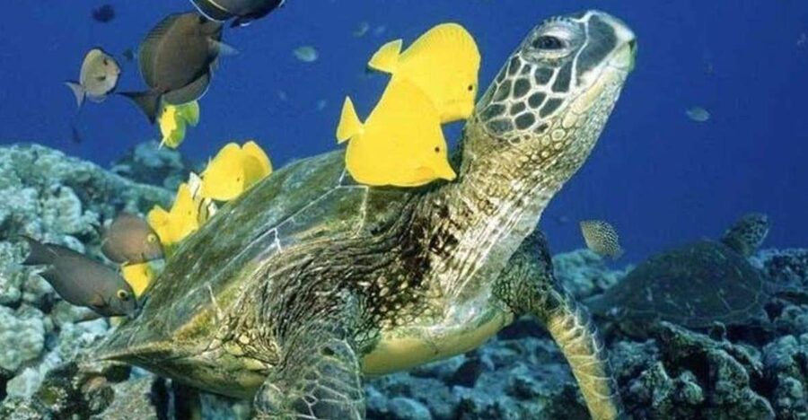 Waikiki Beach: Turtle Snorkeling and Sailing on Hāwea - Meeting the turtles at Turtle Canyon