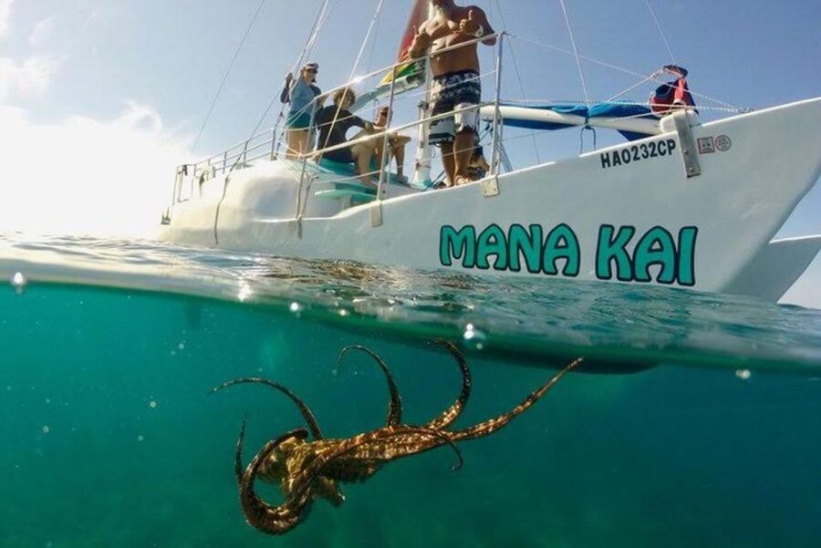 Waikiki Beach: Turtle Snorkeling and Sailing on Hāwea - Clear water, flotation belts, and open-ocean limits