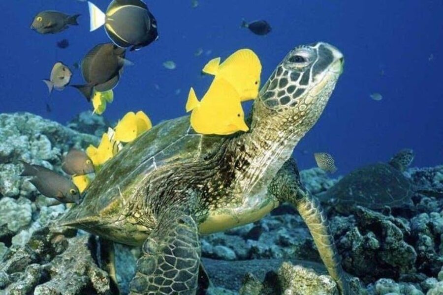 Waikiki Beach: Turtle Snorkeling and Sailing on Hāwea - What the 150 minutes actually feels like