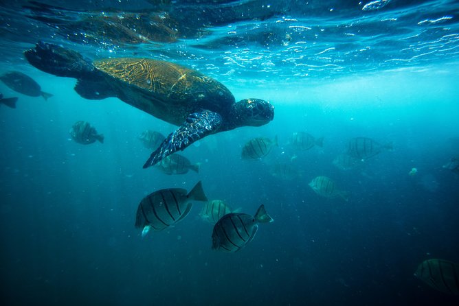Waikiki Catamaran Snorkel Sail with Lunch: Turtles Guaranteed - Setting out from Kewalo Basin