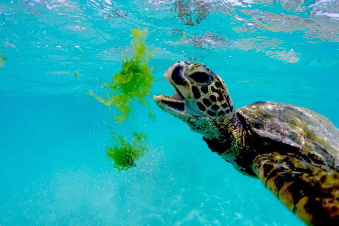 Waikiki Catamaran Snorkel Sail with Lunch: Turtles Guaranteed - The crew and the level of support