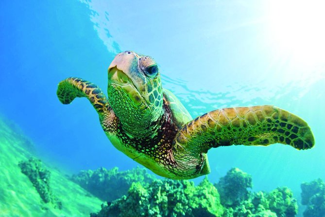 Waikiki Catamaran Snorkel Sail with Lunch: Turtles Guaranteed - A quick ride past Waikiki and Diamond Head
