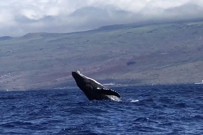 Waikiki Deluxe Catamaran Whale Watch - A catamaran ride with room to spread out