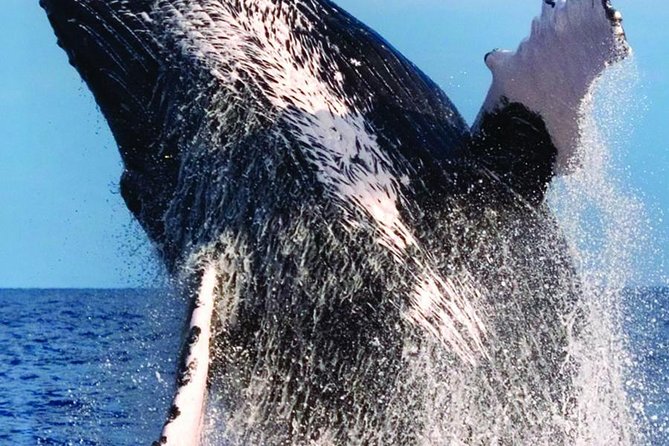 Waikiki Deluxe Catamaran Whale Watch - Whale sightings, and what the guarantee really means