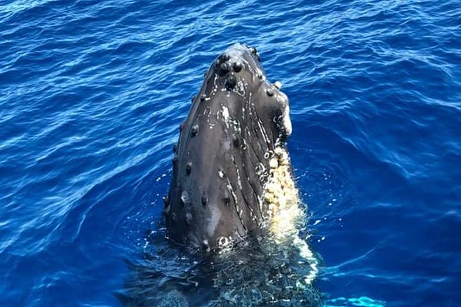 Waikiki Deluxe Catamaran Whale Watch - Drinks, snacks, and the party-cruise question