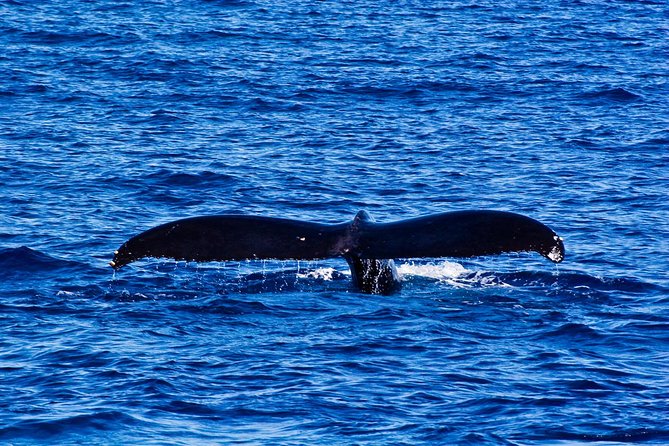 Waikiki Deluxe Catamaran Whale Watch - How long is two hours in practice?