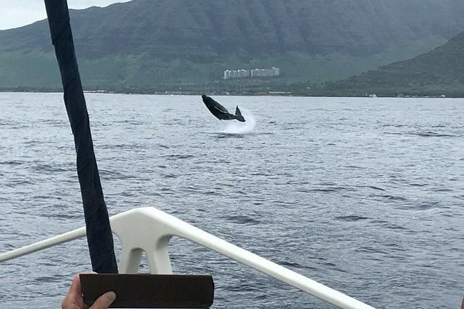 Waikiki Deluxe Catamaran Whale Watch - What happens between the harbor and Waikiki