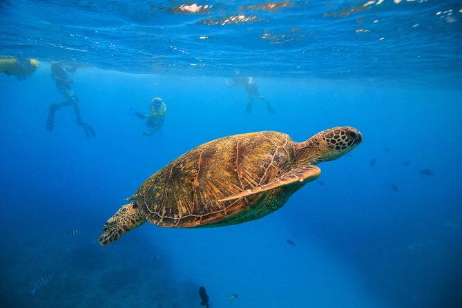 Waikiki, Hawaii: Turtle Canyon Snorkel Excursion - Key points at a glance