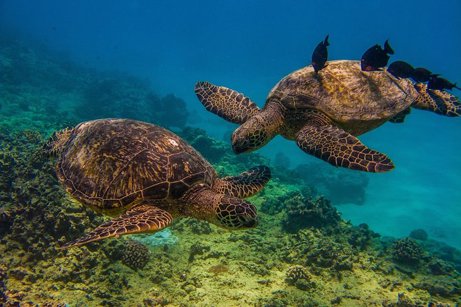 Waikiki, Hawaii: Turtle Canyon Snorkel Excursion - Reaching Turtle Canyon from Waikiki