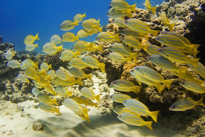 Waikiki, Hawaii: Turtle Canyon Snorkel Excursion - The crowd factor at Turtle Canyon
