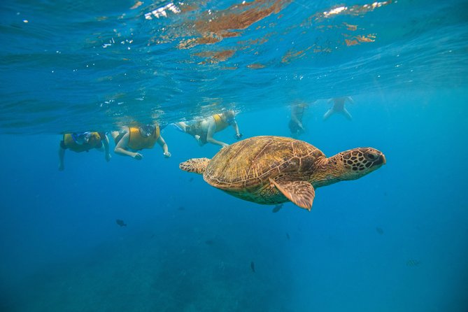 Waikiki, Hawaii: Turtle Canyon Snorkel Excursion - The crew is the real strength