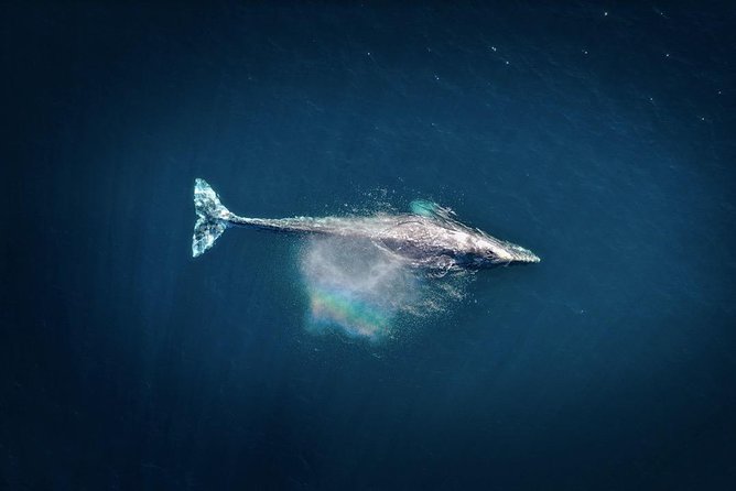 Waikiki, Oahu 2-Hour Whale Watching: Guaranteed Sightings - How good is the $45.31 value?