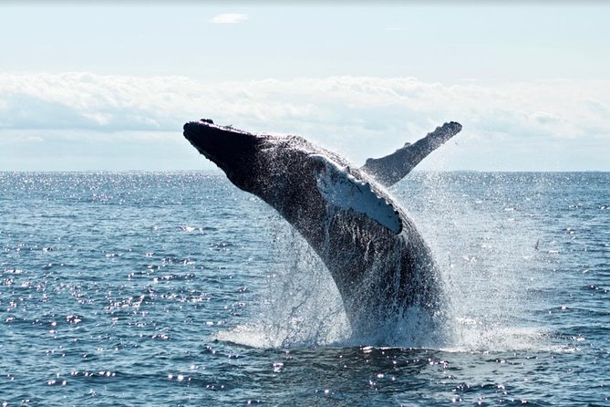 Waikiki, Oahu 2-Hour Whale Watching: Guaranteed Sightings - My practical advice for making the most of it