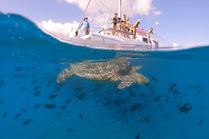Waikiki: Turtle Canyon Snorkel - The crew is the tour’s strongest feature
