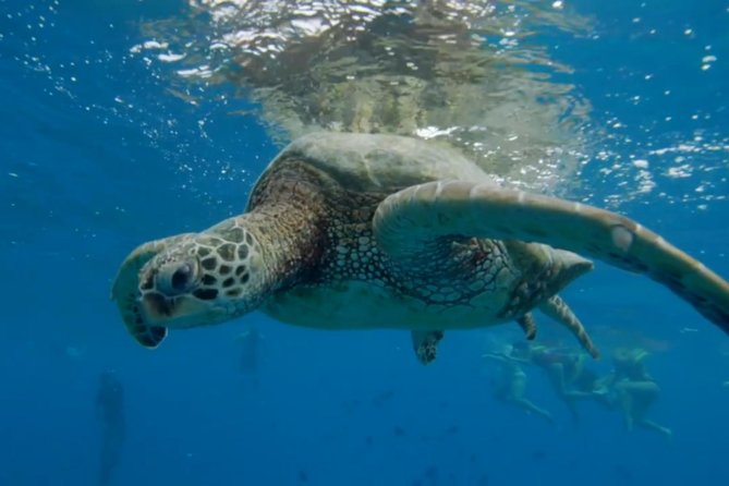 Waikiki: Turtle Canyon Snorkel - Is $68.60 a fair price?