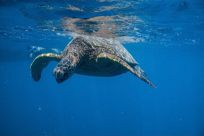 Waikiki Turtle Canyon Snorkel: Turtles Guaranteed - Why Turtle Canyon Is Waikiki’s Go-To Turtle Reef