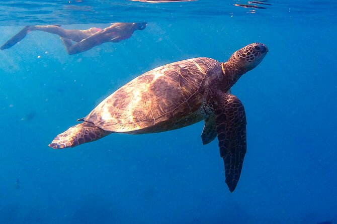 Waikiki Turtle Canyon Snorkel: Turtles Guaranteed - What Happens at the Turtle Canyon Reef