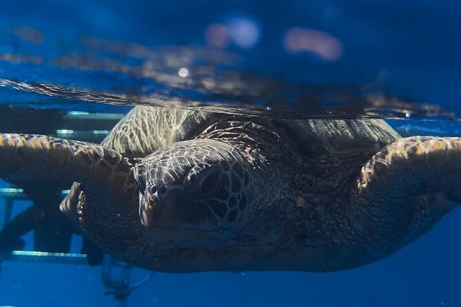 Waikiki Turtle Canyon Snorkel: Turtles Guaranteed - The Marine Life You Might See