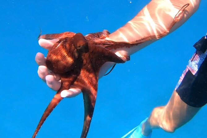 Waikiki Turtle Canyon Snorkel: Turtles Guaranteed - Is $81.40 a Fair Price?