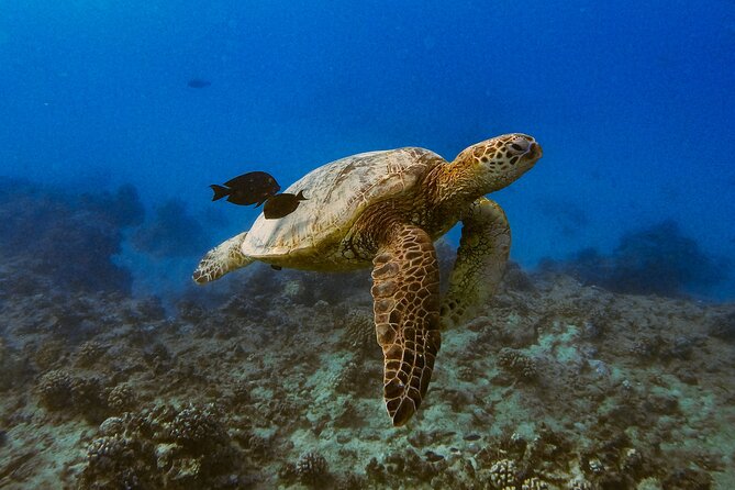 Waikiki Turtle Canyon Snorkel: Turtles Guaranteed - Who Will Enjoy This Snorkel Most?