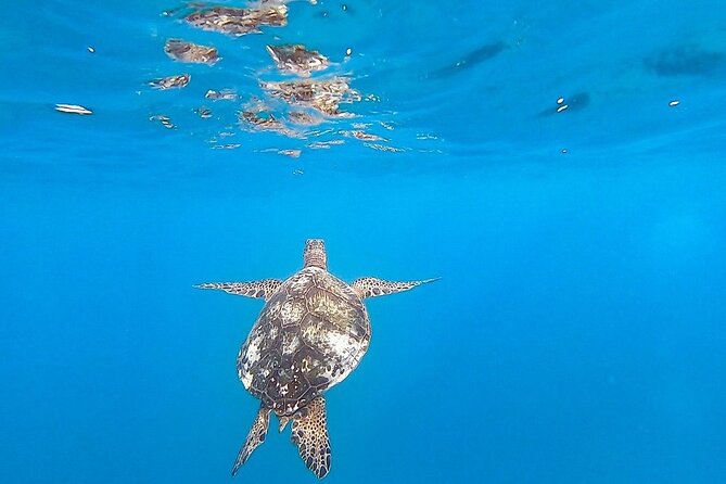 Waikiki Turtle Snorkel and Sail on Hawea Catamaran - Choosing a morning or afternoon departure