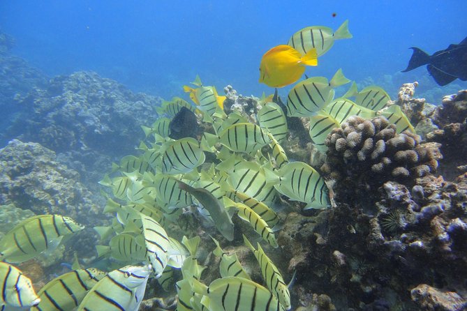 West Maui Snorkeling Experience by Boat from Ka'anapali - Leaving Kaanapali Beach at 9 a.m.
