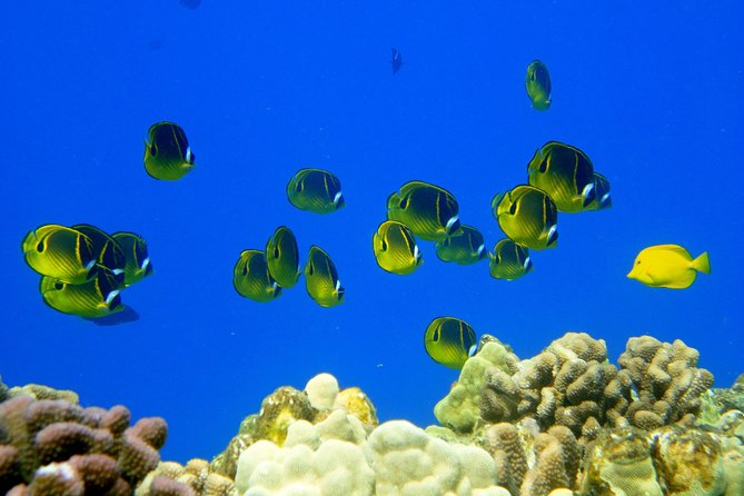 West Maui Snorkeling Experience by Boat from Ka'anapali - Banana bread, wraps, and a five-hour day
