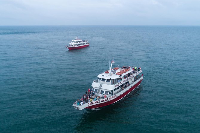 Whale and Dolphin Watching Cruise from Cape May - Key points to know before you sail