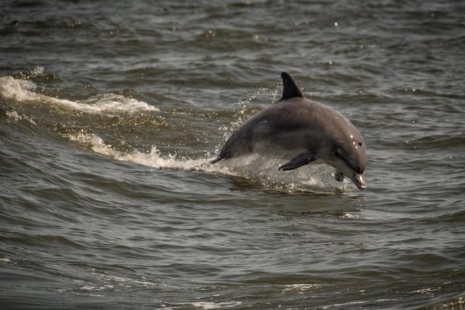 Whale and Dolphin Watching Cruise from Cape May - What happens during the three-hour cruise