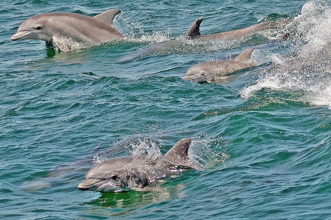 Whale and Dolphin Watching Cruise from Cape May - Whale sightings require patience and luck