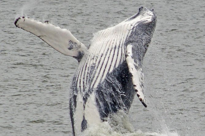 Whale and Dolphin Watching Cruise from Cape May - Is $45 a fair price?