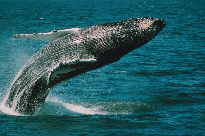 Whale and Dolphin Watching Cruise from Cape May - Dolphins are the most dependable reward