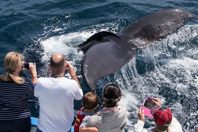 Whale-Watching Cruise from Newport Beach - Seasonal whale watching along Orange County