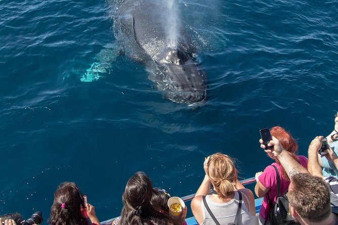 Whale-Watching Cruise from Newport Beach - Dolphins, sea lions, seals, and the bonus sightings