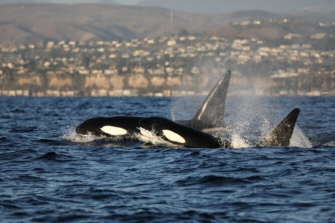 Whale-Watching Cruise from Newport Beach - Following the coastline from Balboa to Dana Point